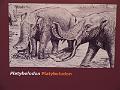 Platybelodon - weird lookin' thing